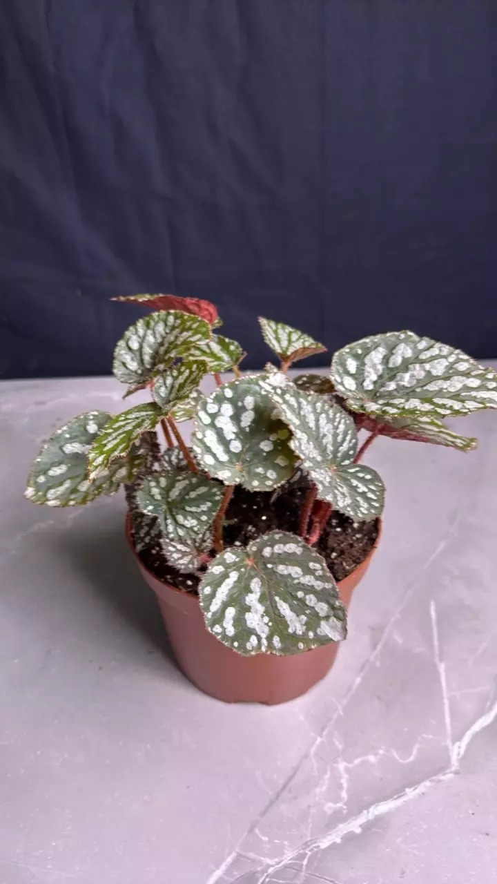 B518 Beognia Betsy 6" thumbnail