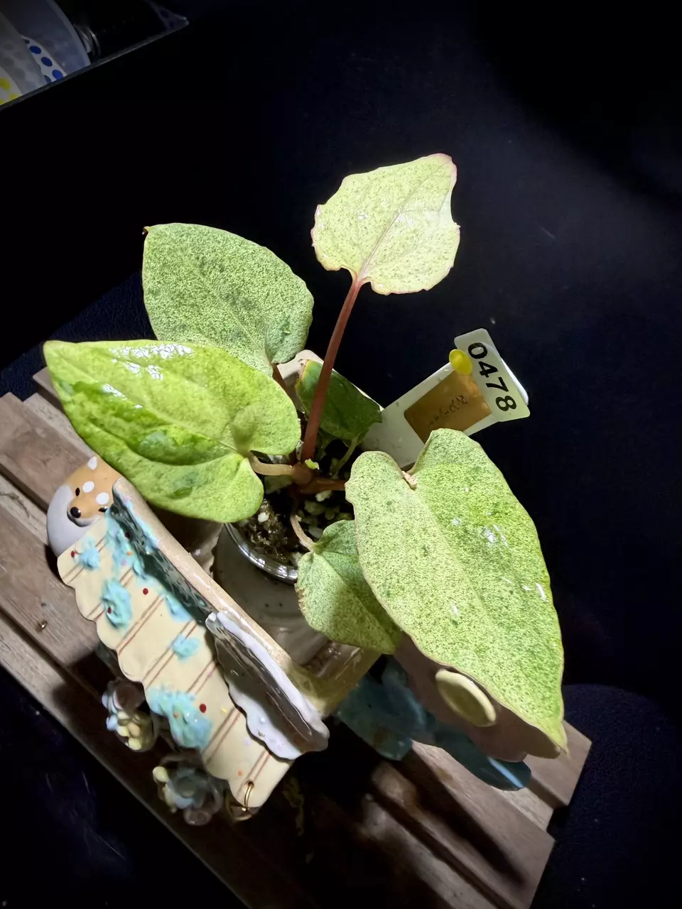 Var RVDP 0478 Y thumbnail