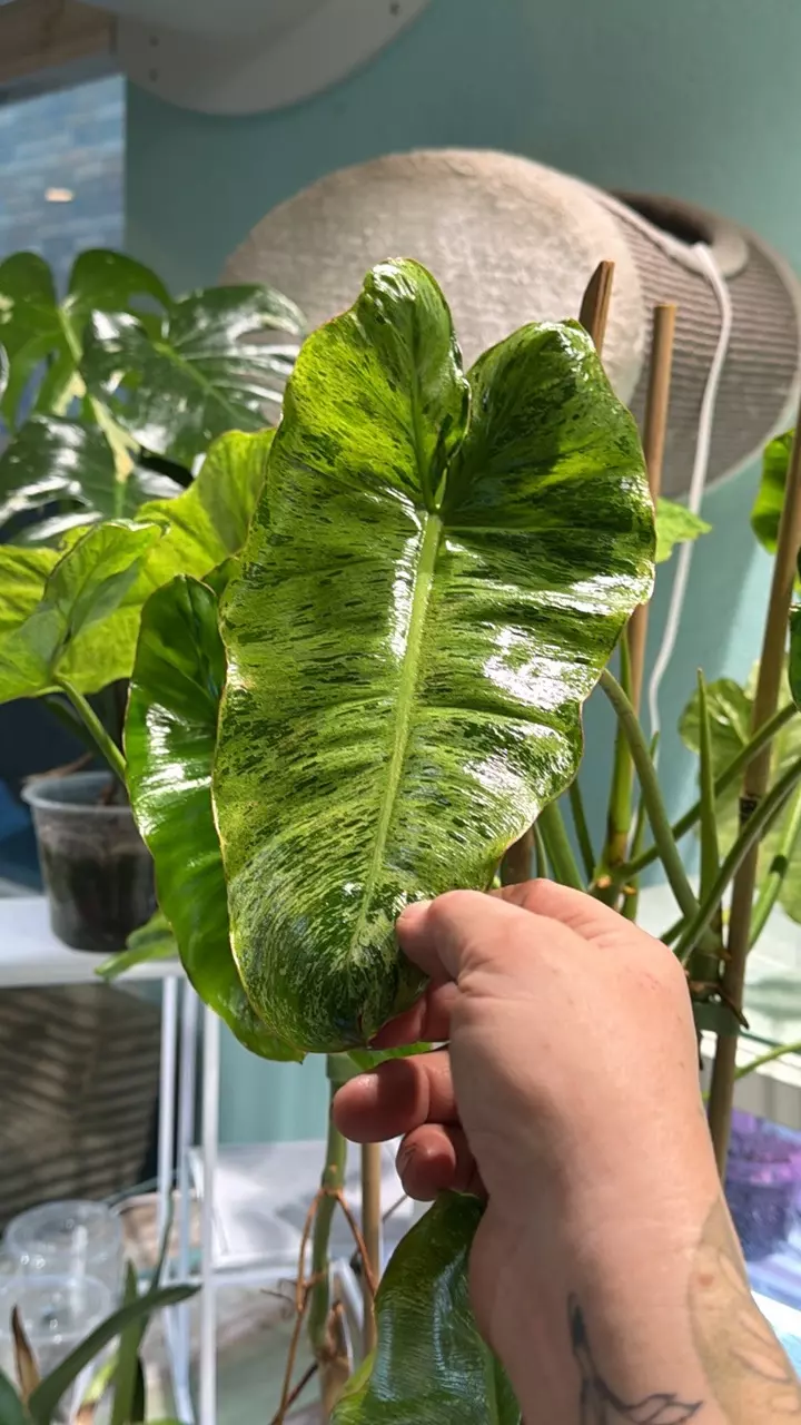 Philodendron Paraiso Verde WIDE LOAD thumbnail