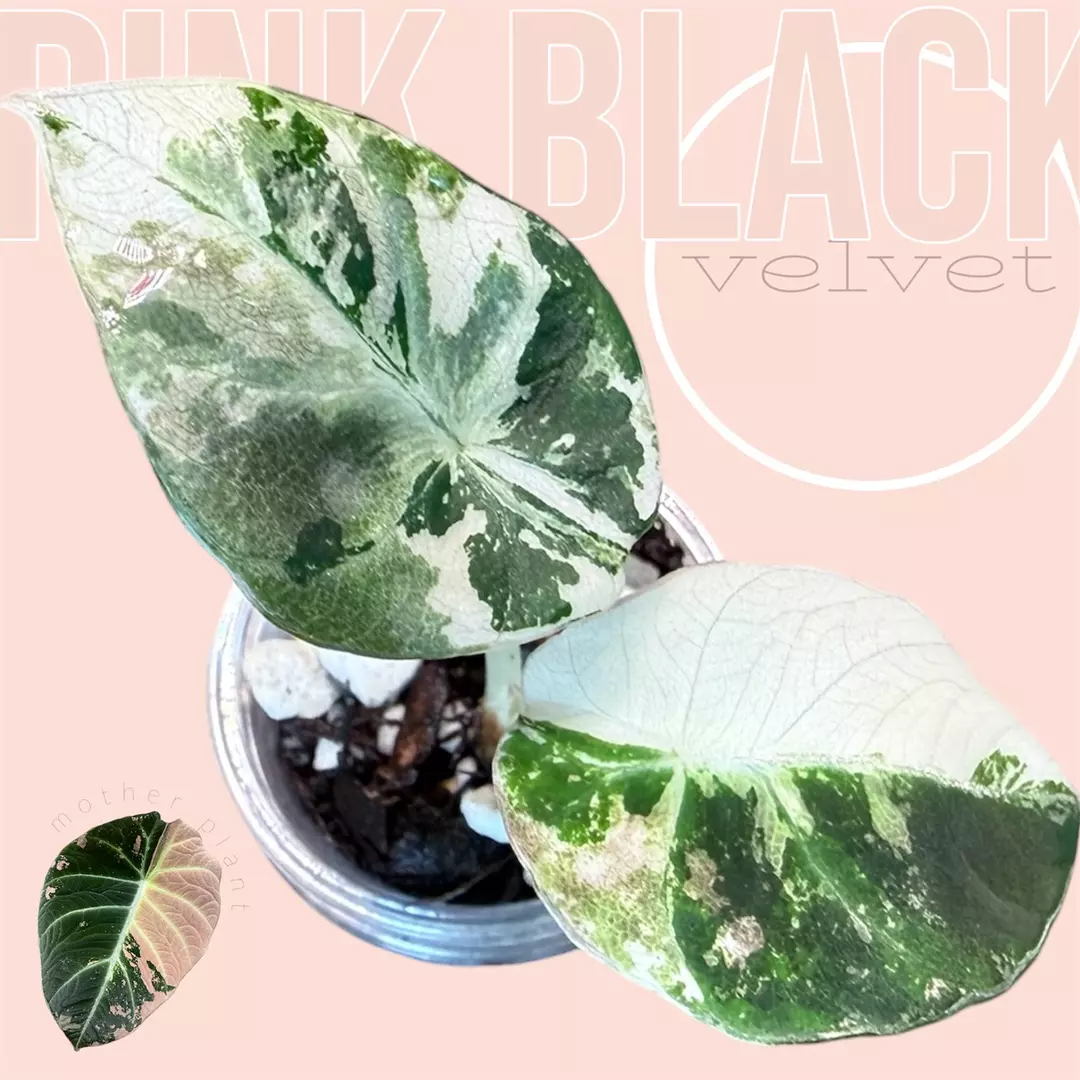 Pink black velvet - variegated alocasia - rare pink alocasia thumbnail