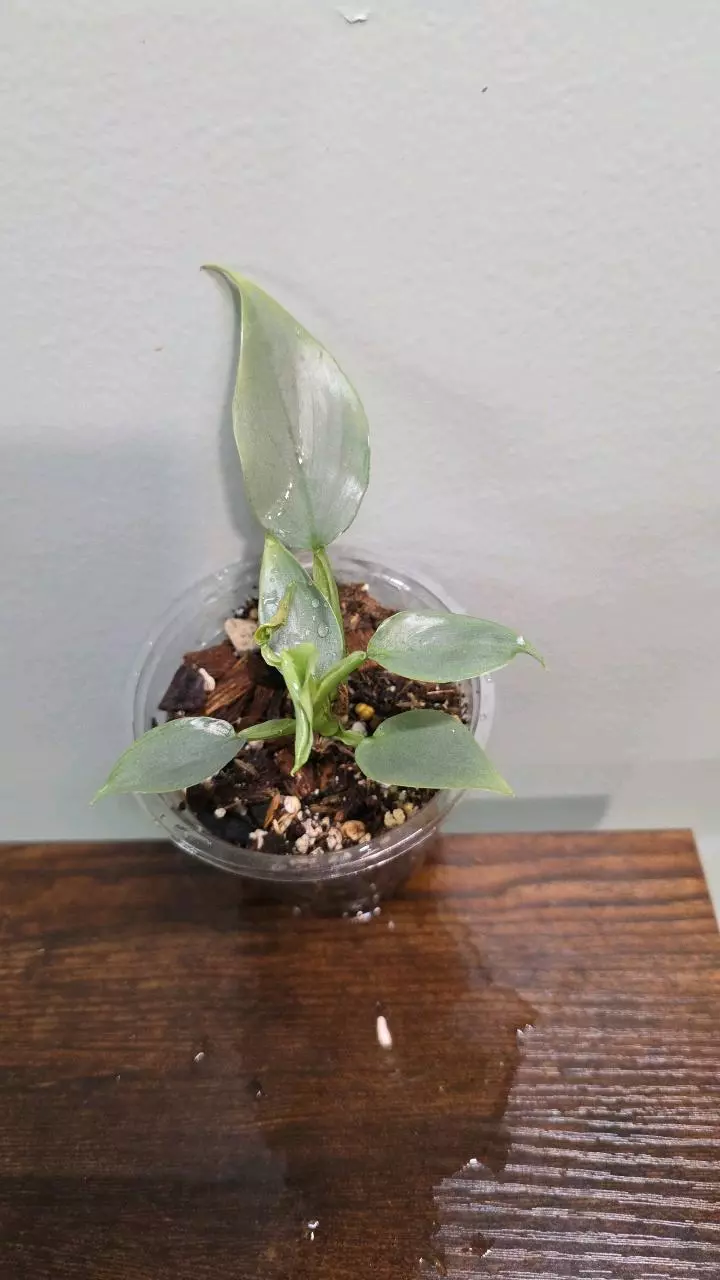 Philodendron Silver Sword 453 thumbnail
