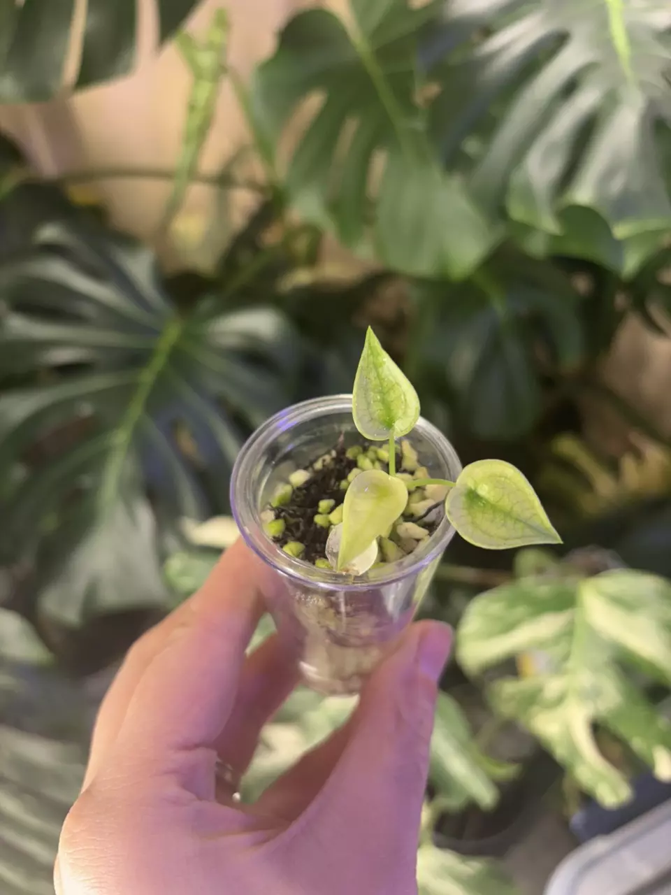 Cucullata Albo pup thumbnail