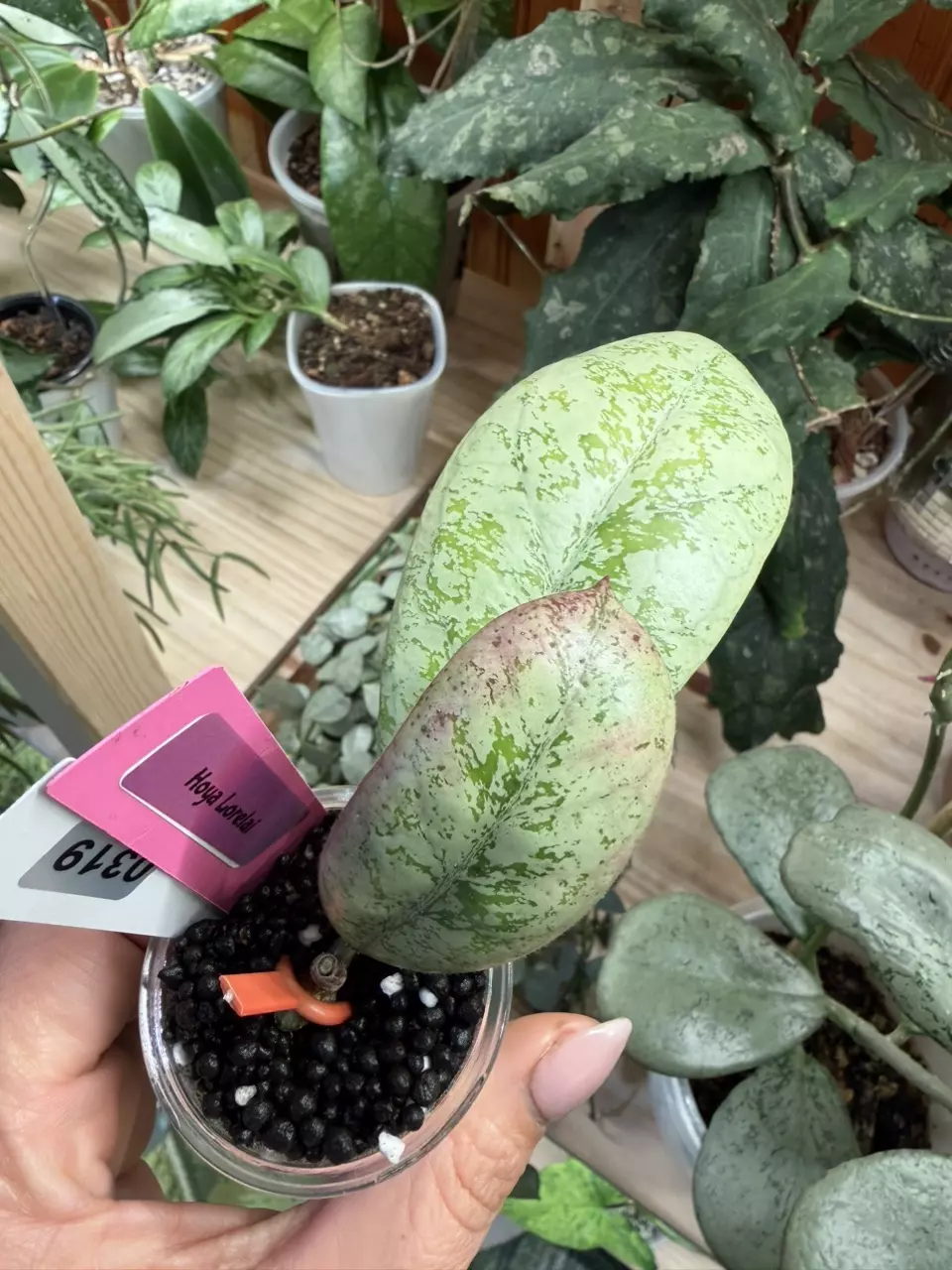 0319 Hoya Lorelai thumbnail