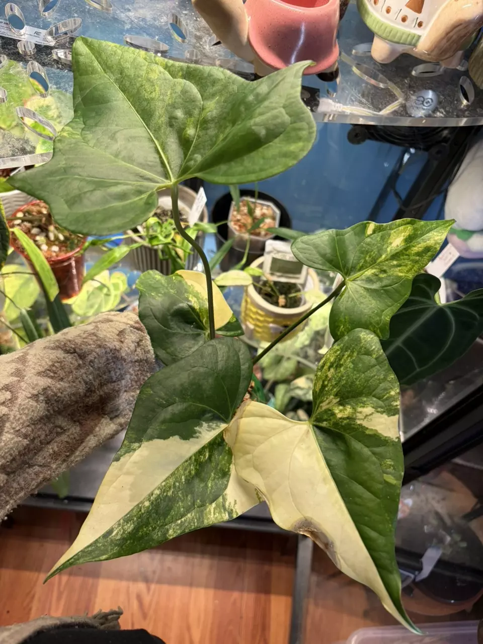 Anthurium Pterodactyl Variegated thumbnail