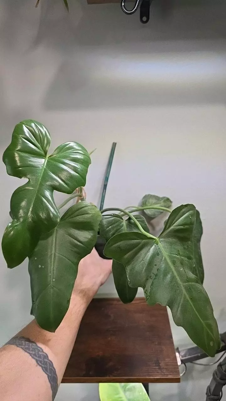 Philodendron Marbled Golden Dragon 0326 thumbnail