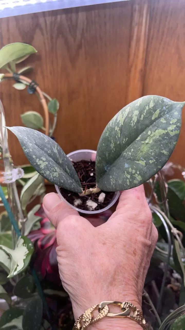 203 Hoya meredithii (often listed as Hoya aff. meredithii or Hoya sp. Bengkulu) thumbnail