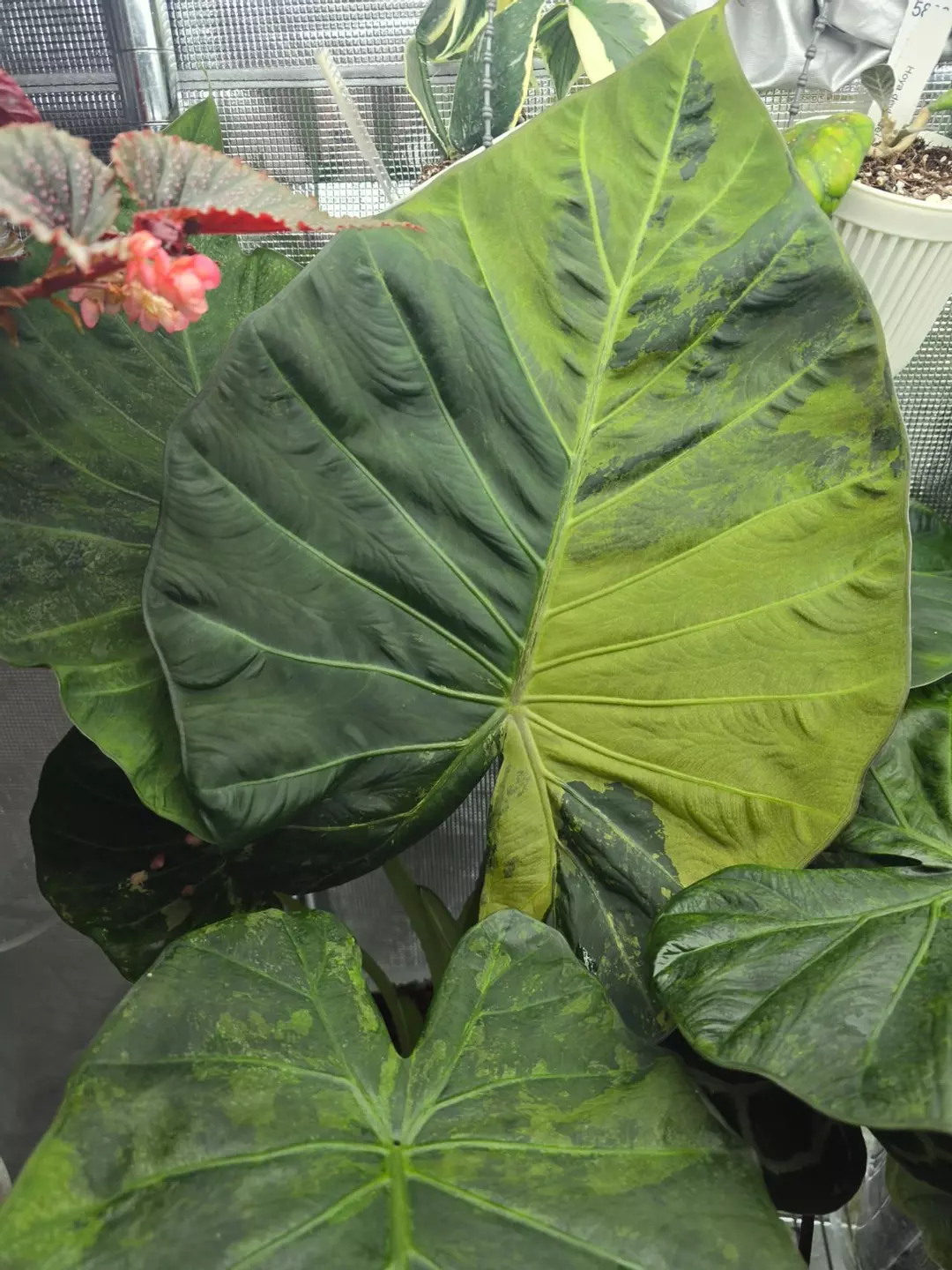 Alocasia Regal Shield Albo (Turns green on green) - one large corm thumbnail