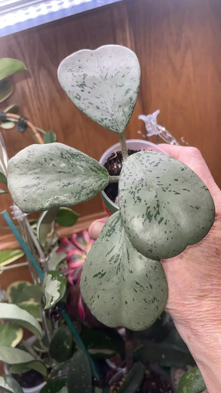 205 Hoya sp. Chiang Dao (Silver) thumbnail