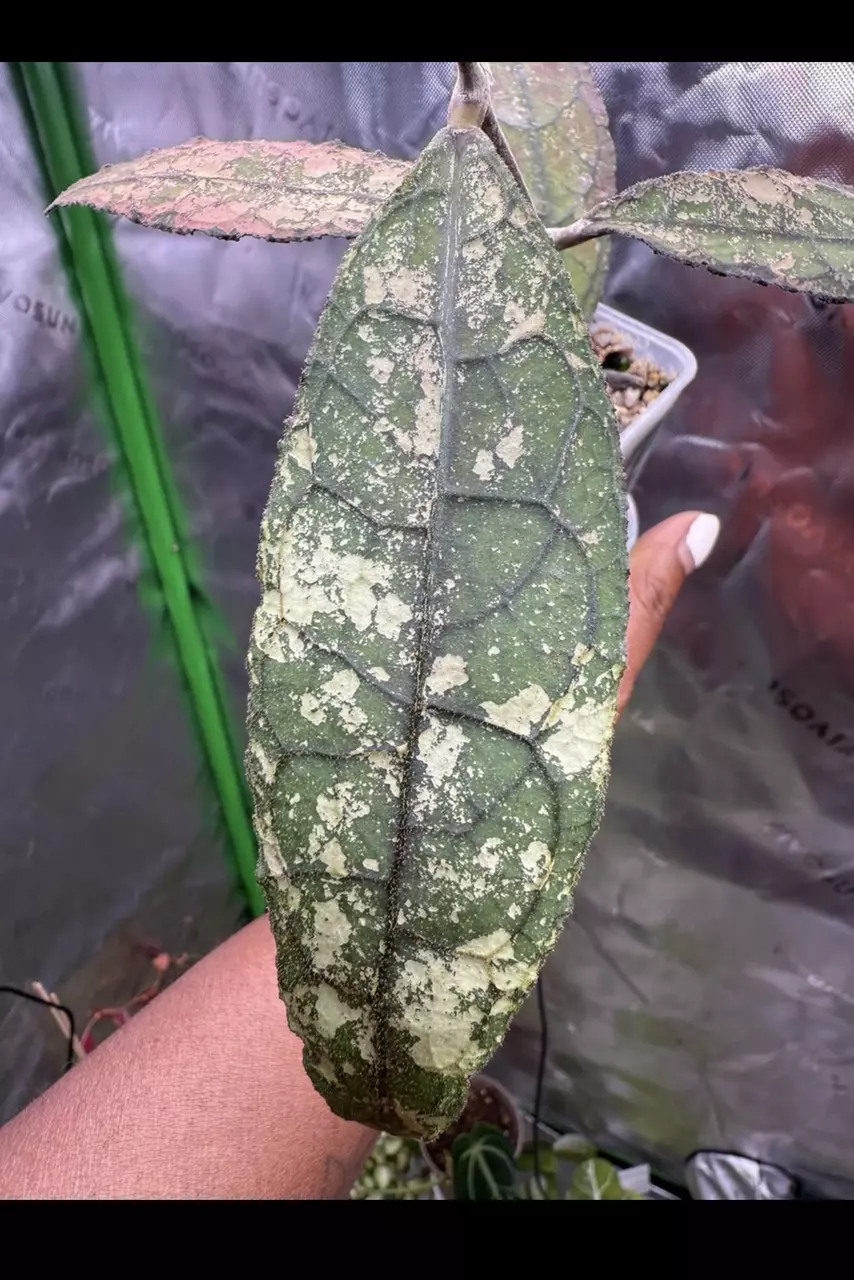 Hoya Clemensiorum Army Splash Mid Cut thumbnail