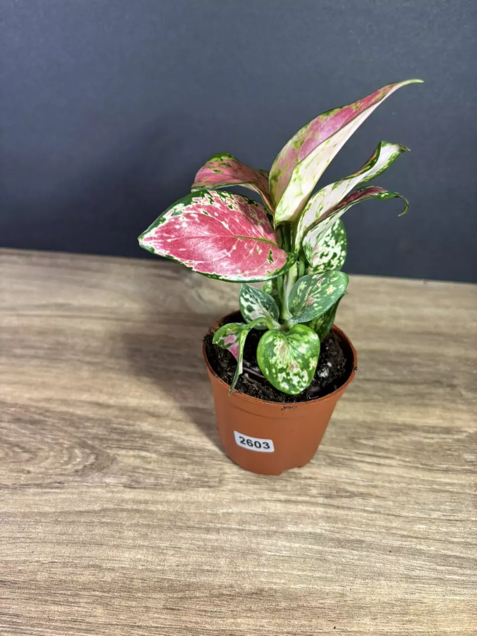 Aglaonema Favonian 3” 2603 thumbnail