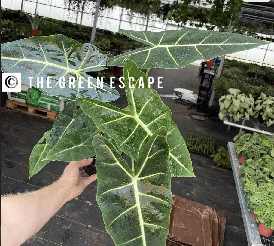 Alocasia Frydek 6” pot growers choice thumbnail