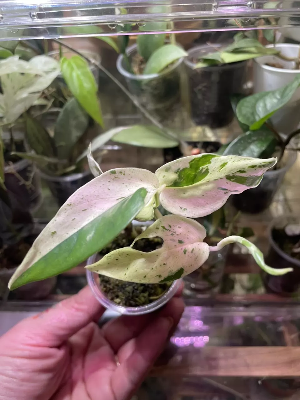 Epi Pinn Marble *high variegation* thumbnail