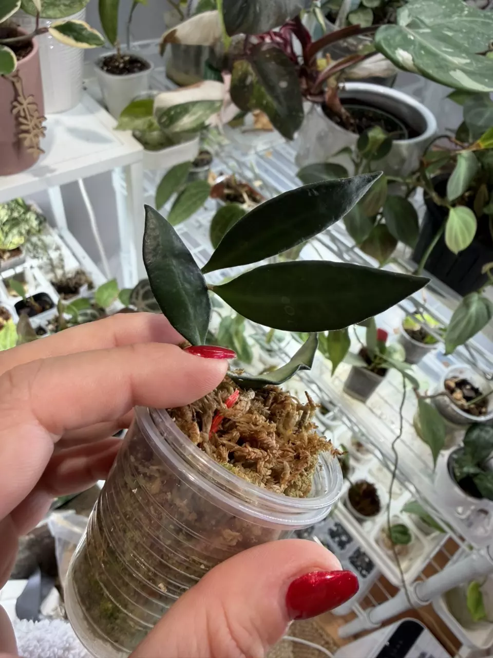 Rosita Hoya thumbnail