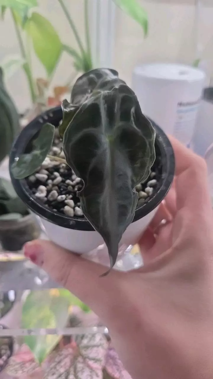 Alocasia Venom thumbnail