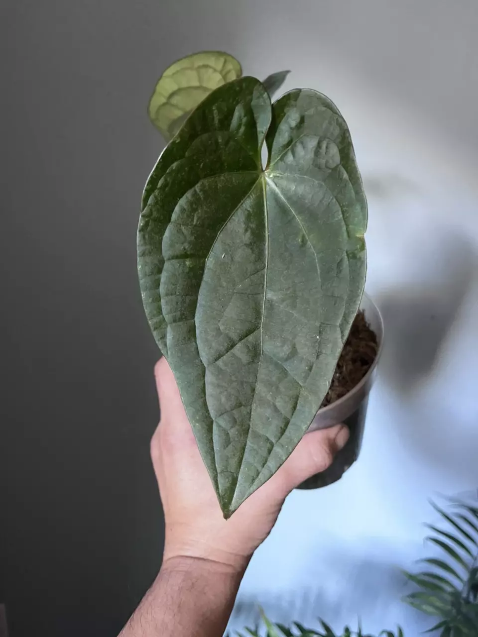 Anthurium Blue Pap x Lux thumbnail