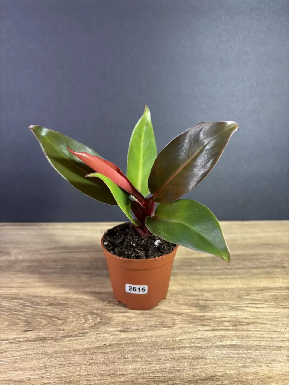 Philodendron Red King 3” 2615 thumbnail