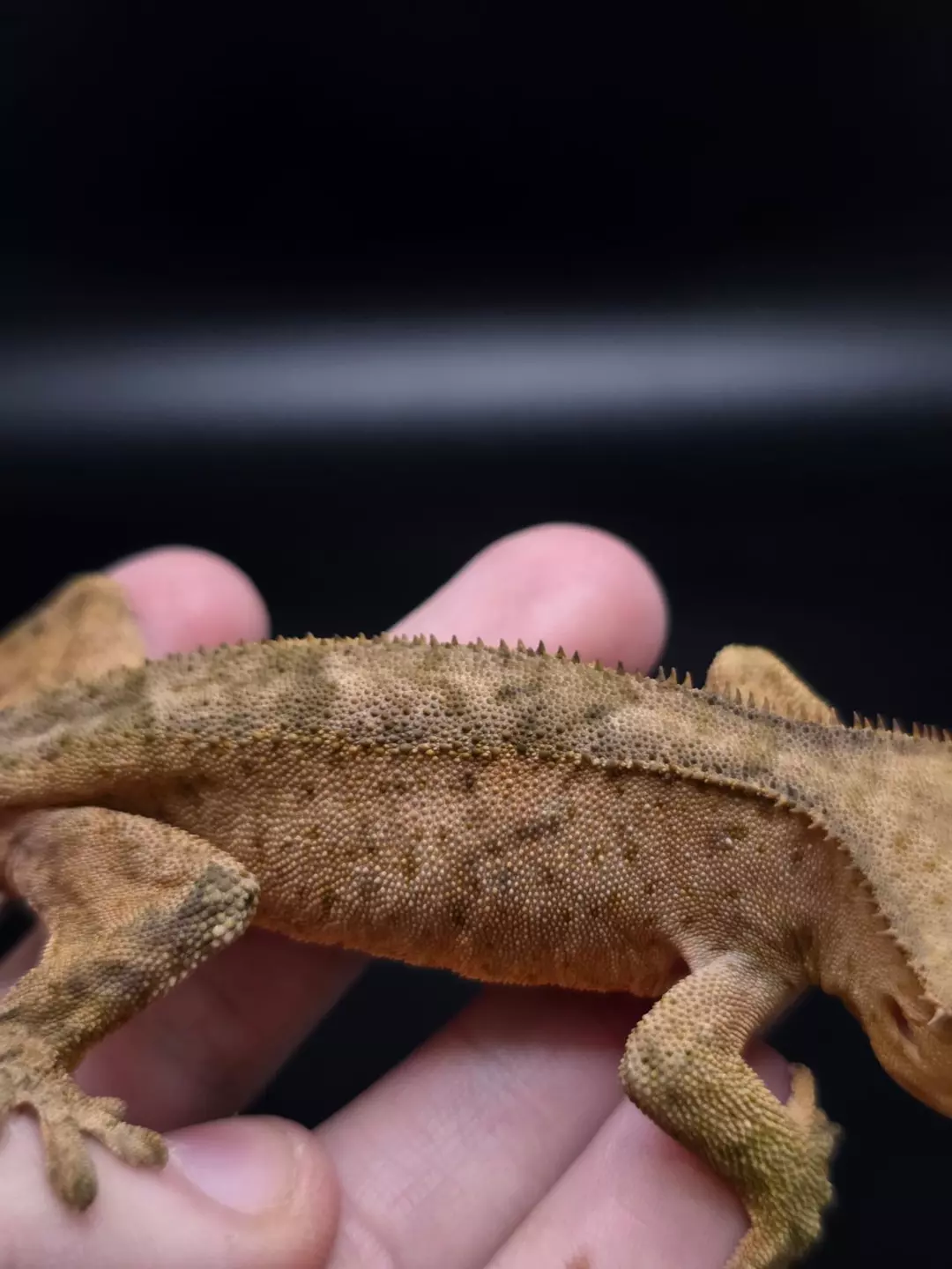 C7 Pumkin Project Male thumbnail