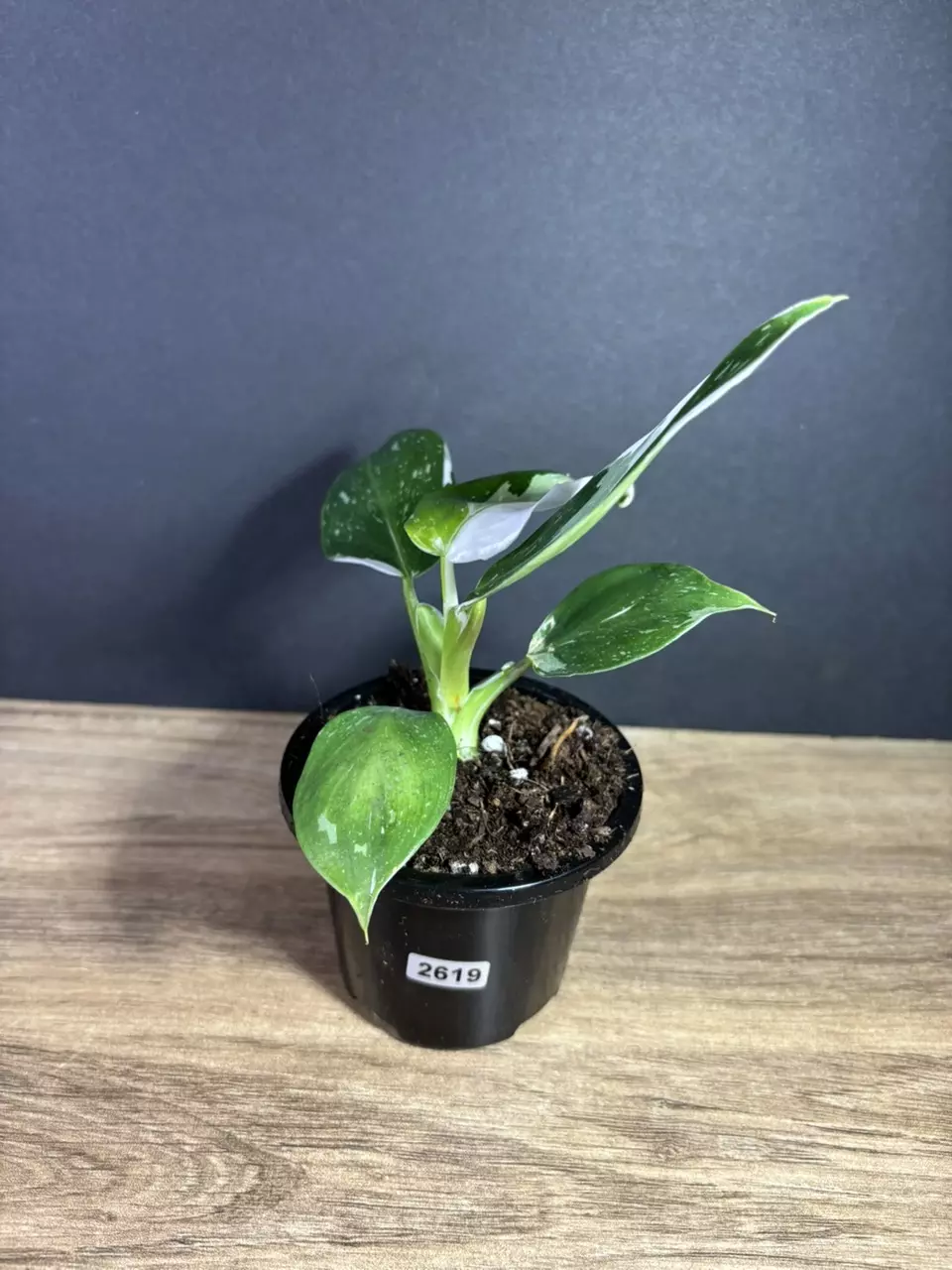 Philodendron White Wizard 3” 2619 thumbnail