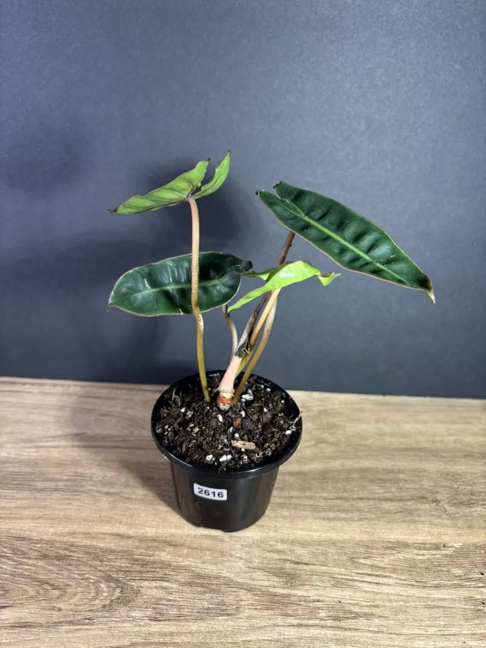 Philodendron Billietiae 3” 2616 thumbnail