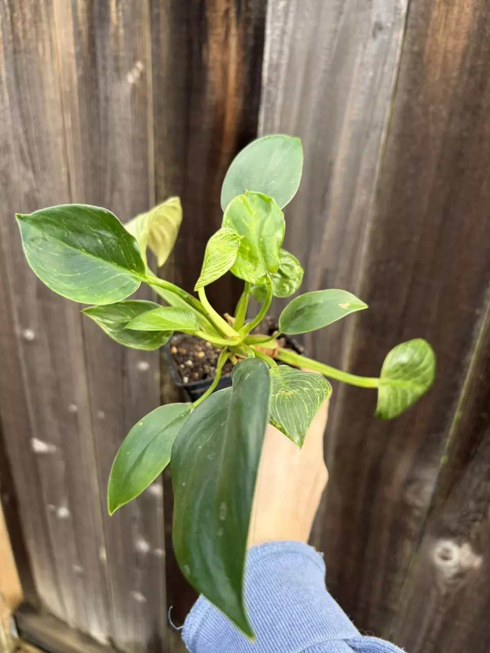 Philodendron Birkin thumbnail