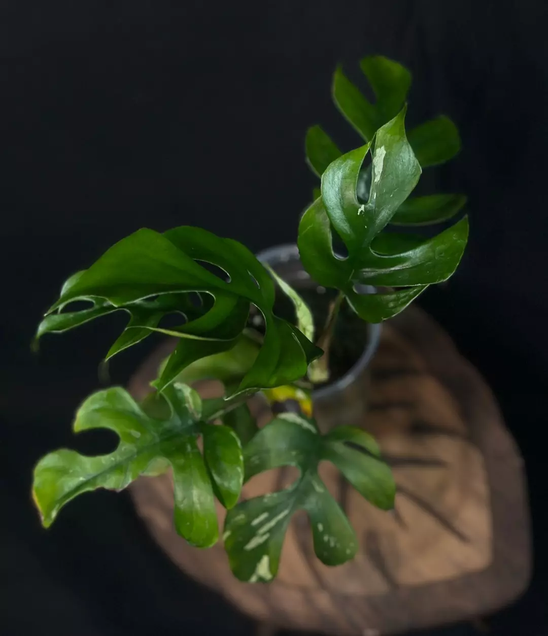 Rhaphidophera Tetrasperma Albo ‘Low Color’ thumbnail