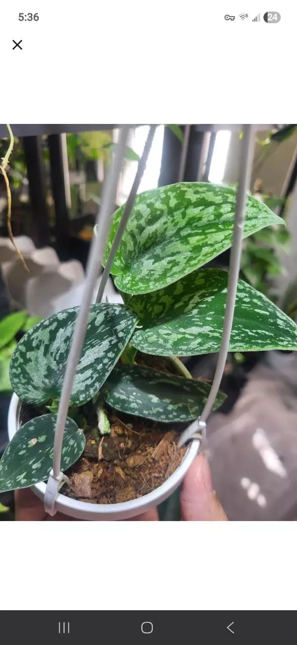 Tri color exact item thumbnail