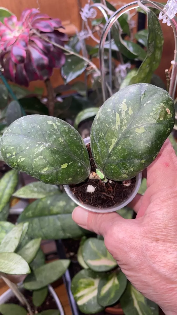 201 Hoya Dark Moon thumbnail