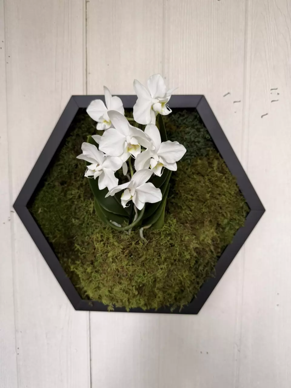 Preserved Moss & Live Orchid Hexagon wall art thumbnail