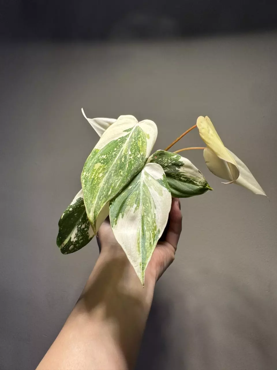 Philodendron Variegated Gloriosum Type 2 thumbnail