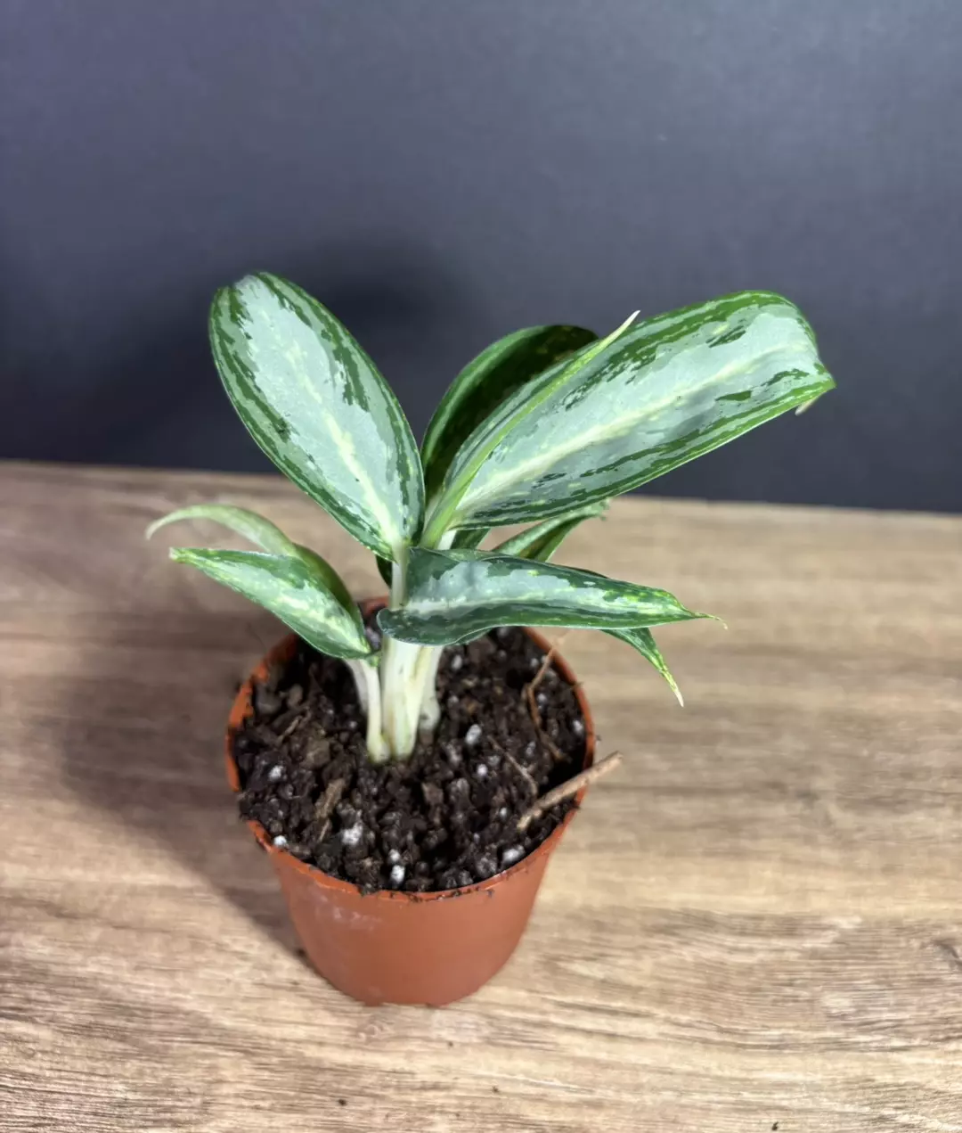 Aglaonema White Rain 3” - grower’s choice thumbnail