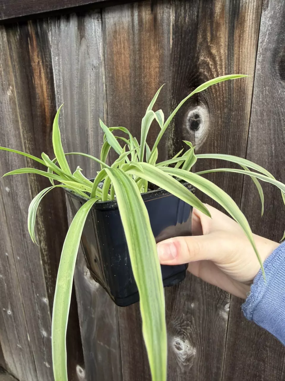 Spider plant thumbnail