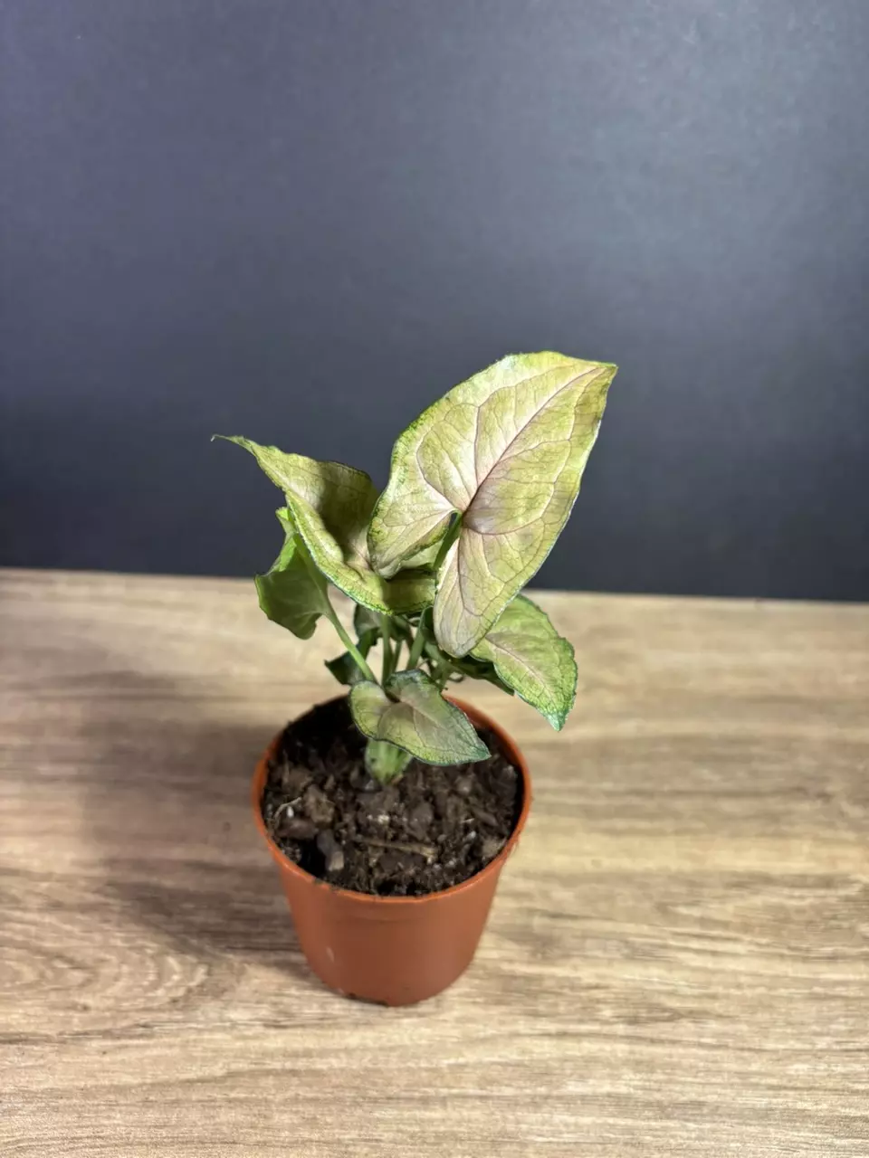 Syngonium Regina Red 3” - grower’s choice thumbnail