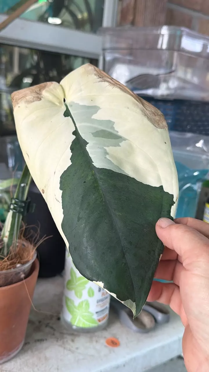Syngonium Chiapense Variegated thumbnail
