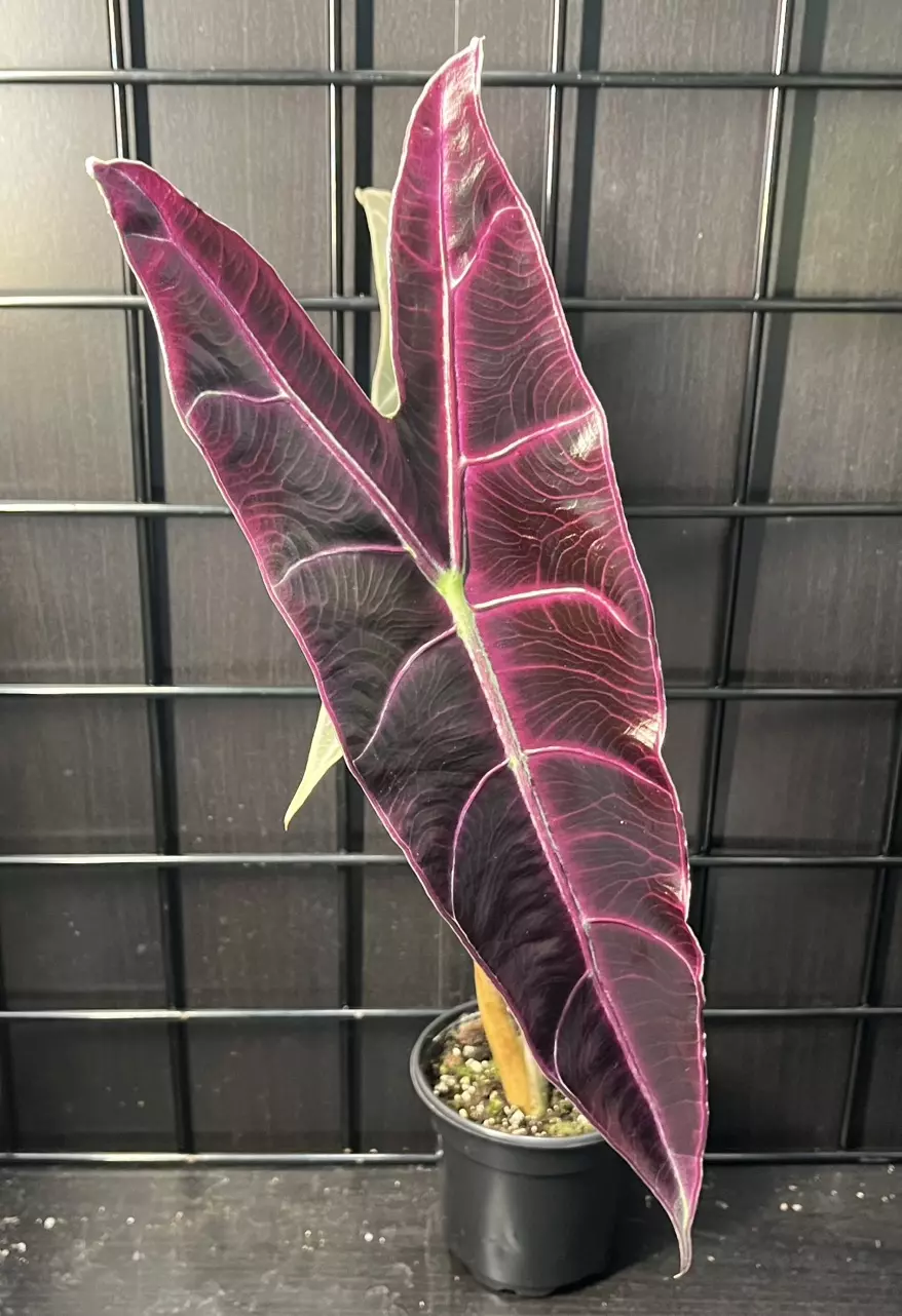 1x Purple Alocasia Longiloba Corm thumbnail