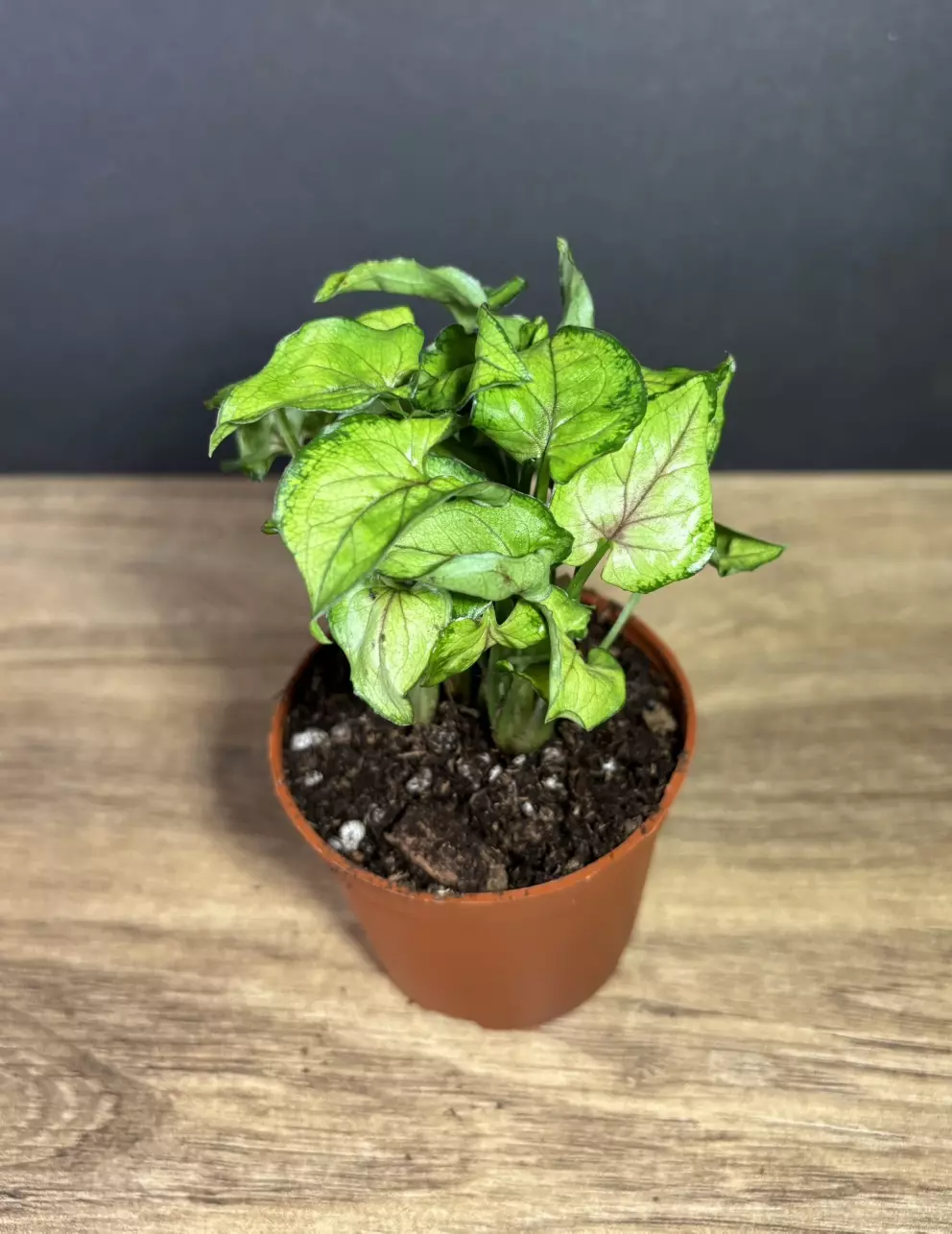 Syngonium Yami Red Wine 3” - grower’s choice thumbnail