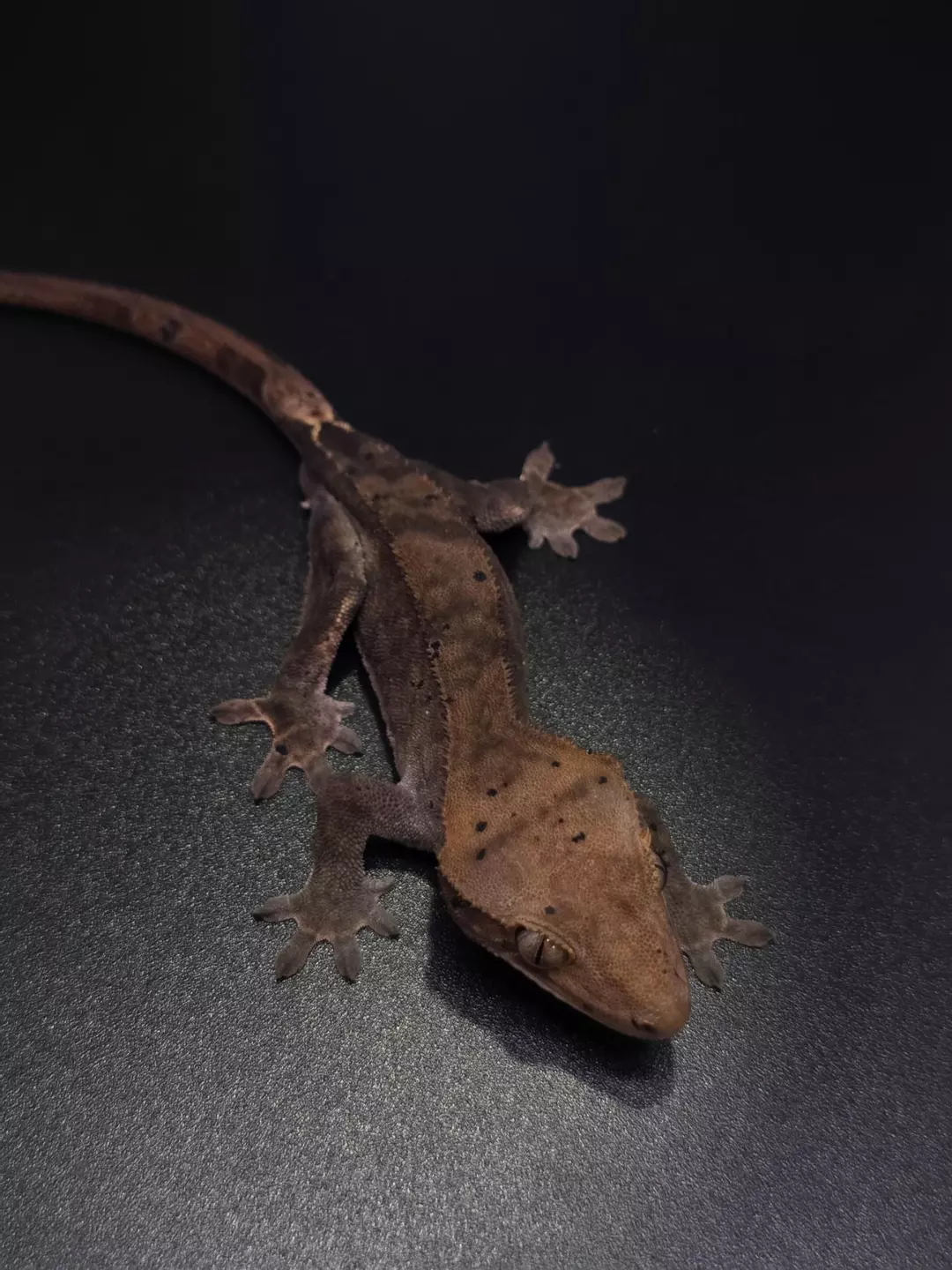 C2 Dark Cappuccino Dalmatian Male thumbnail