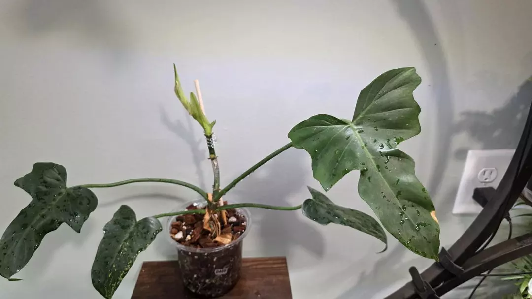 Philodendron Marbled Dragon 0486 thumbnail