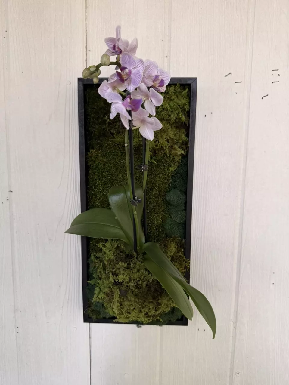 Preserved Moss Art & Live Orchid thumbnail