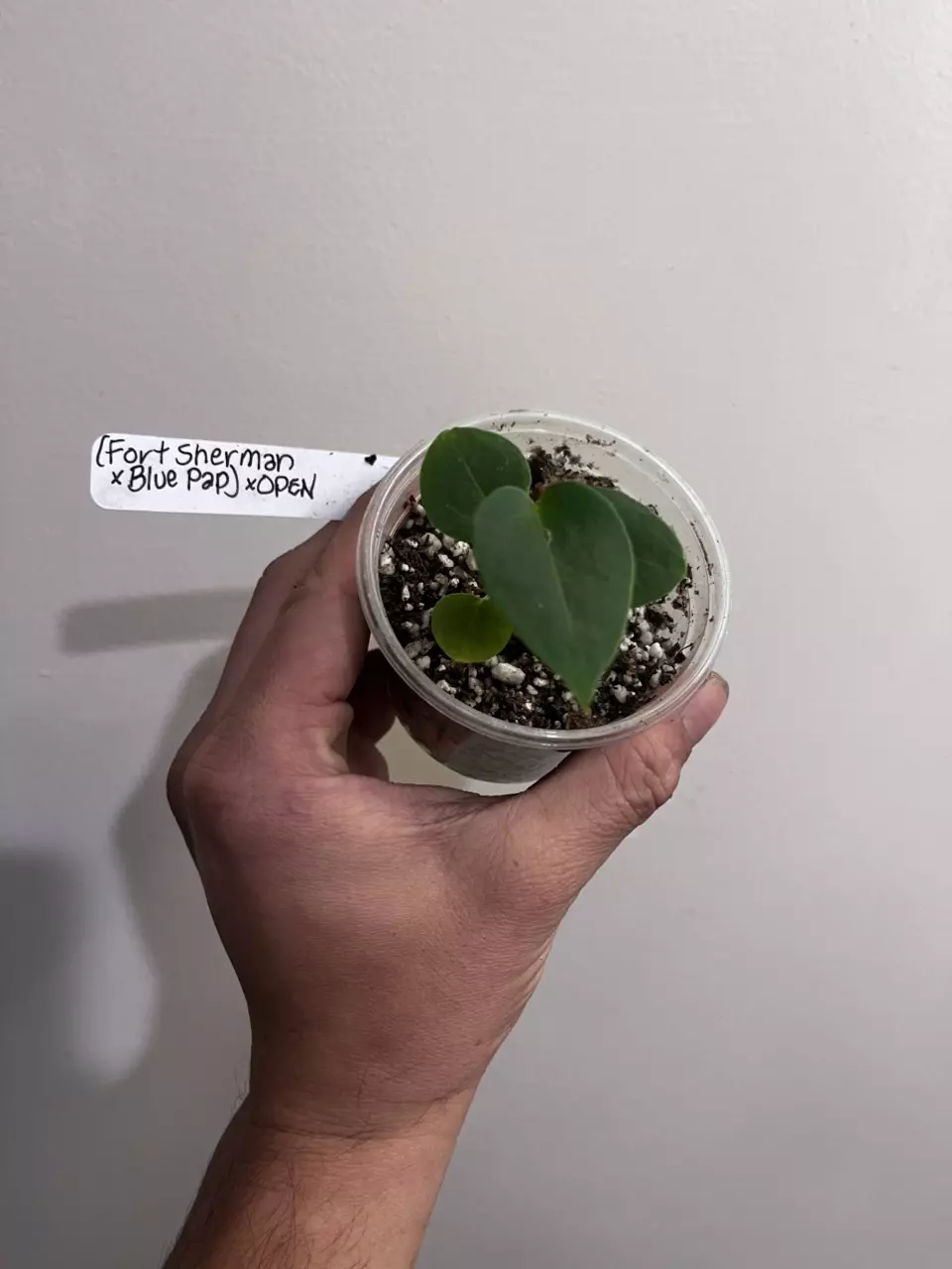 Anthurium (Fort Sherman x Blue Pap) x open thumbnail