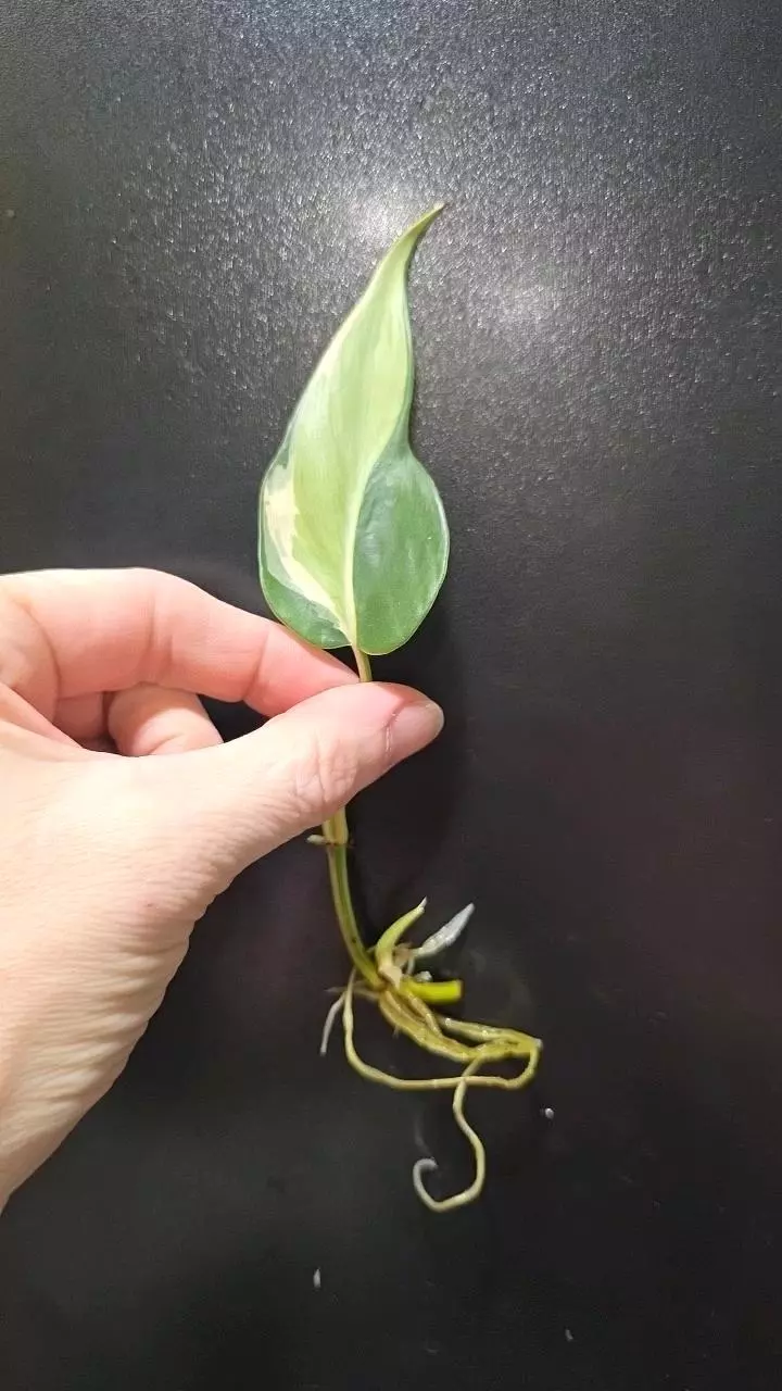 Philodendron "Rio" *rooted* cutting thumbnail