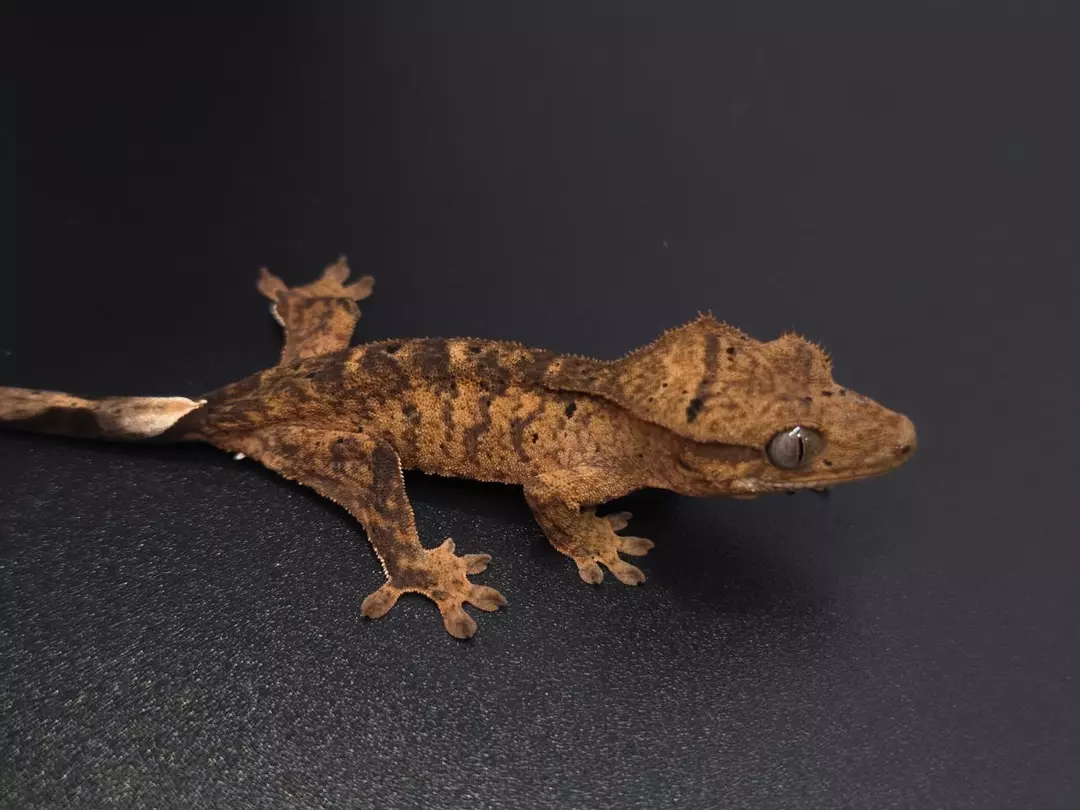 C8 Super Tiger Brindle thumbnail