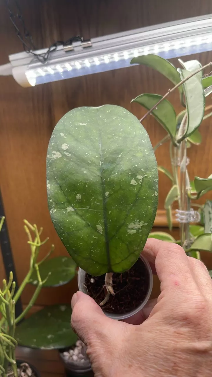 204 AH Natta thumbnail