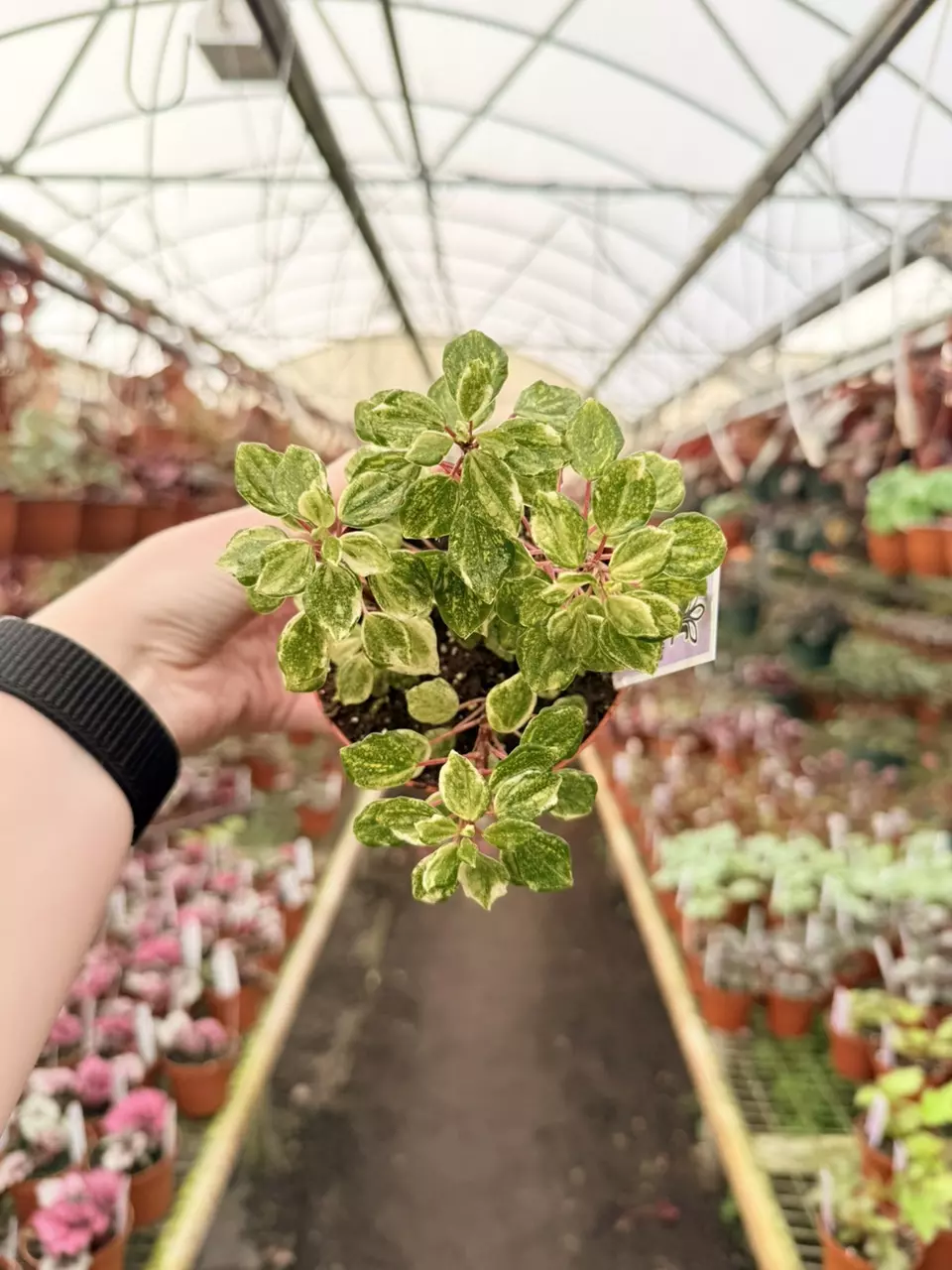 Variegated Peperomia Meridana Specific GL106 thumbnail