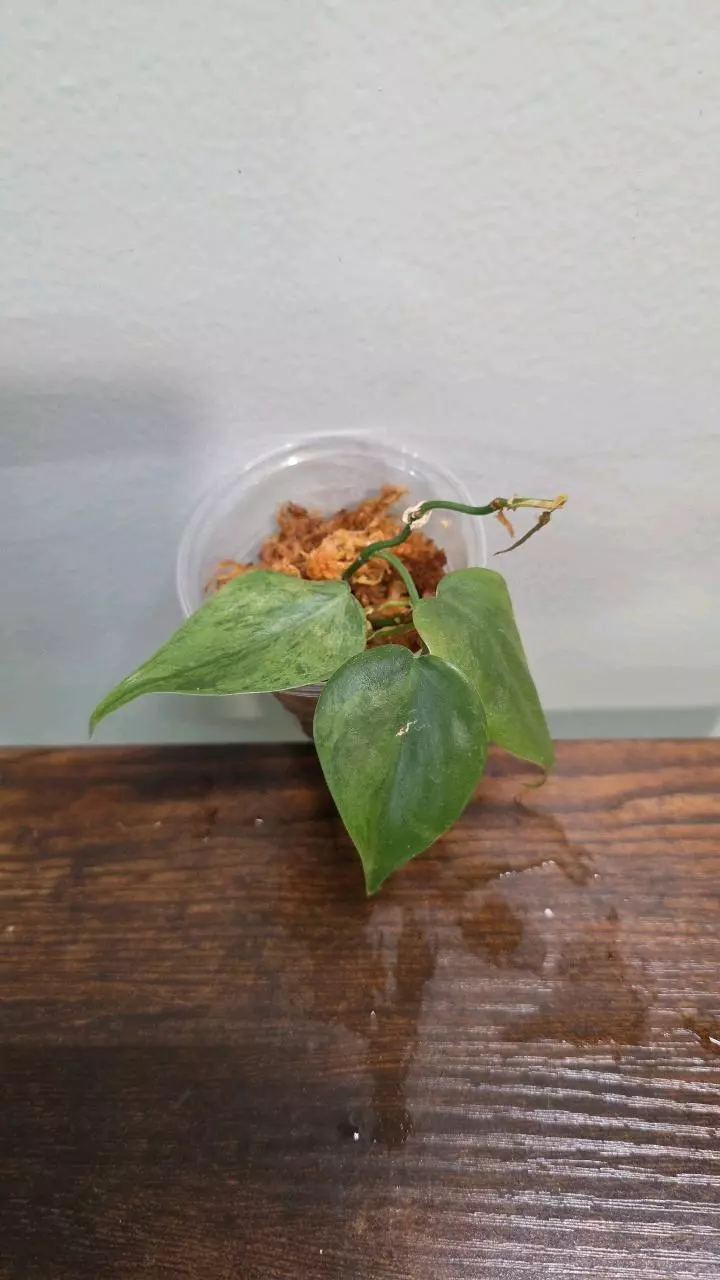 Philodendron Heart leaf variegated 339 thumbnail