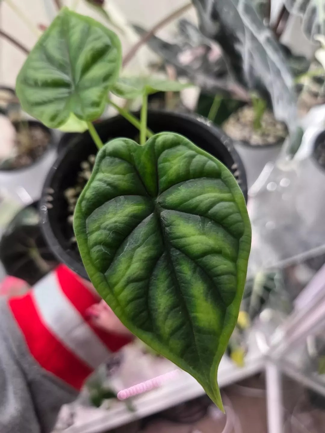 Alocasia Dragon Scale pup thumbnail