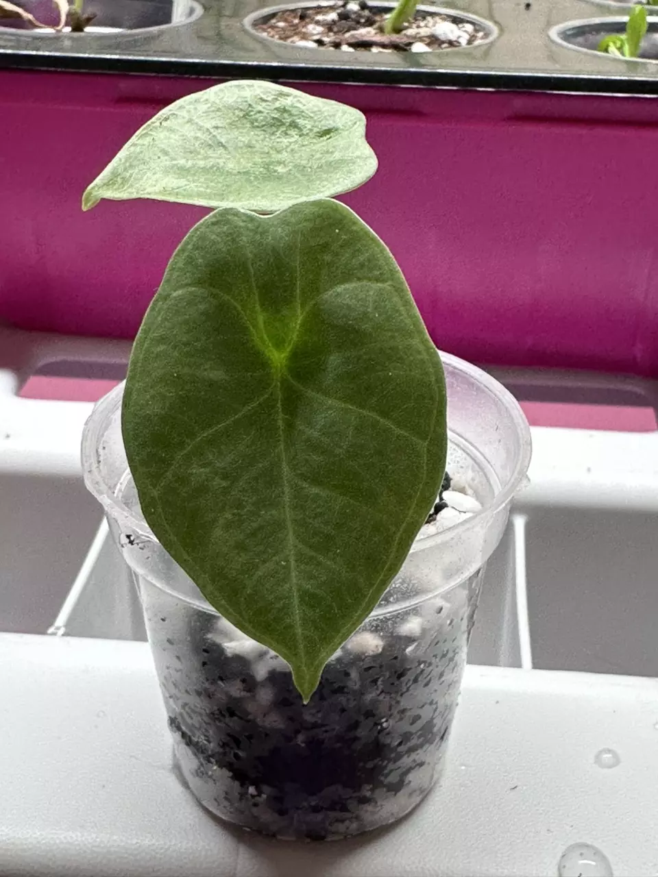 Alocasia Bisma Pup thumbnail