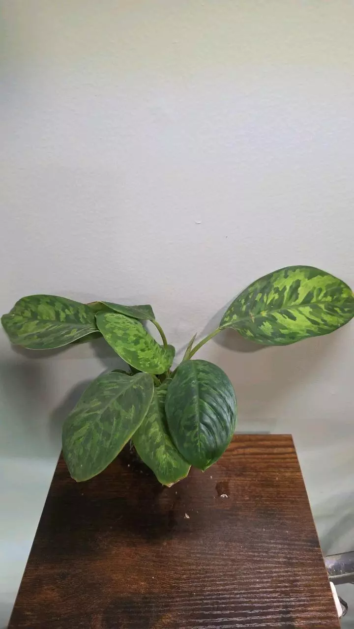 Homalomena Camouflage 244 thumbnail