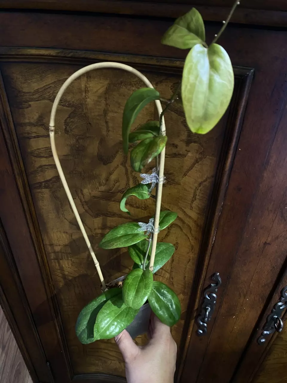 Hoya Swiffer’s Dream thumbnail