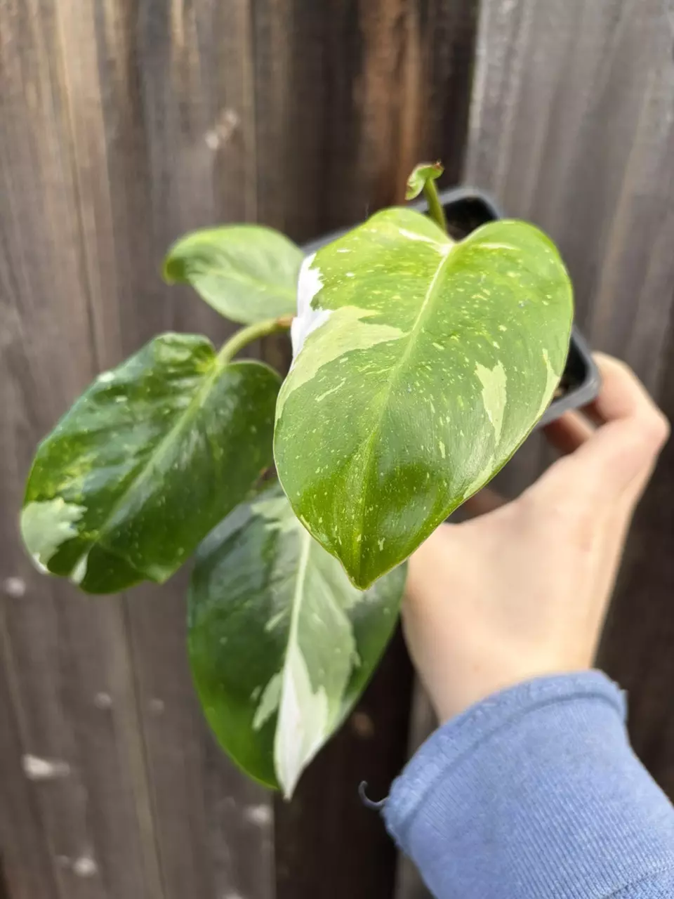 White princess philodendron thumbnail