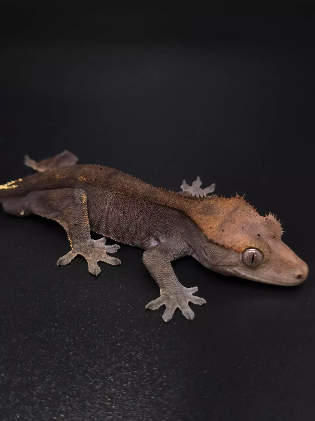 C5 Dark Cappuccino Male ☕️ thumbnail